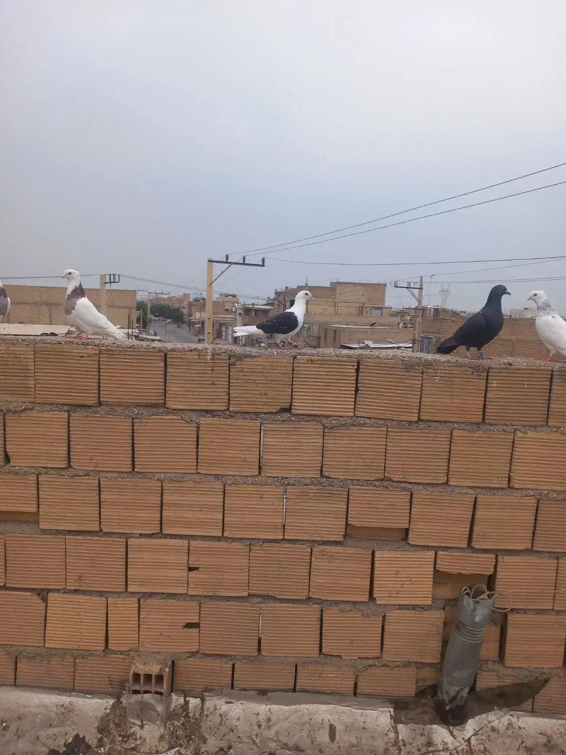 دوکتی بلقاری|پرنده|دزفول, |دیوار