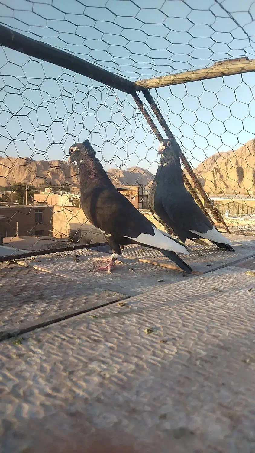 کبوتر پلنگ|پرنده|کرمان, |دیوار