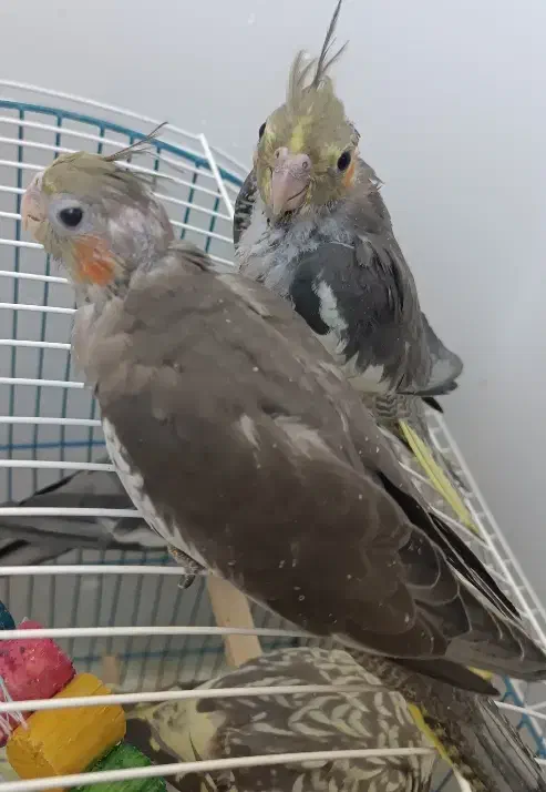 جوجه  عروس هلندی 20روزه|پرنده|بندرعباس, |دیوار