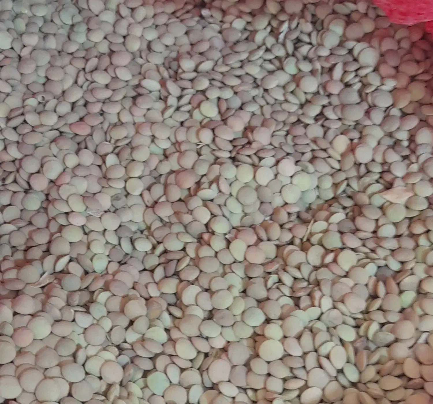 عدس|خوردنی و آشامیدنی|سیوان, |دیوار