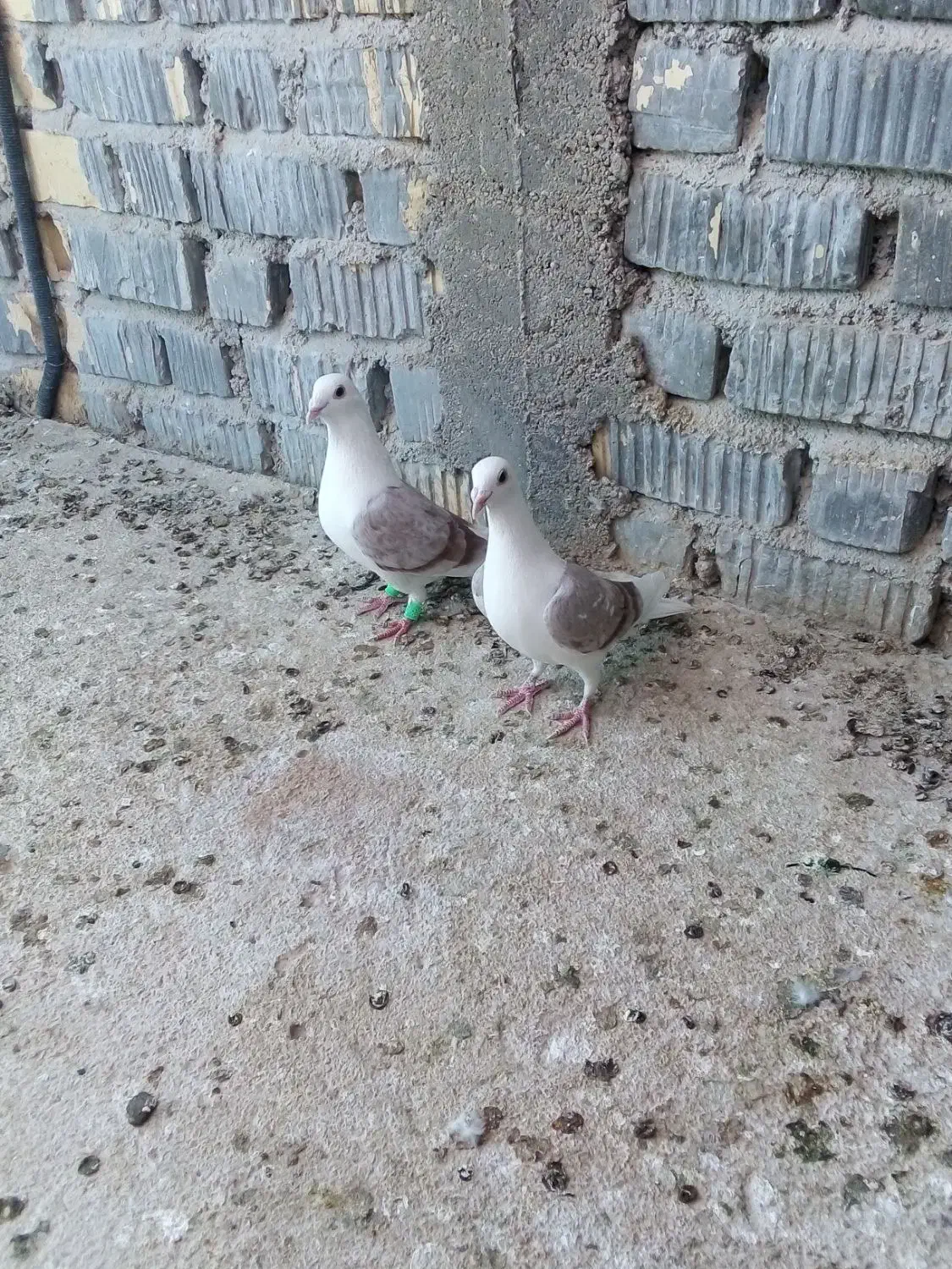 کفتر جفت نروماده دوکت|پرنده|شیراز, فرودگاه شهید دستغیب شیراز|دیوار