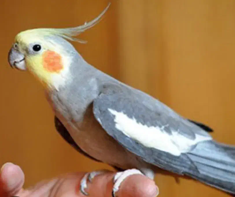 عروس هلندی|پرنده|اراک, |دیوار