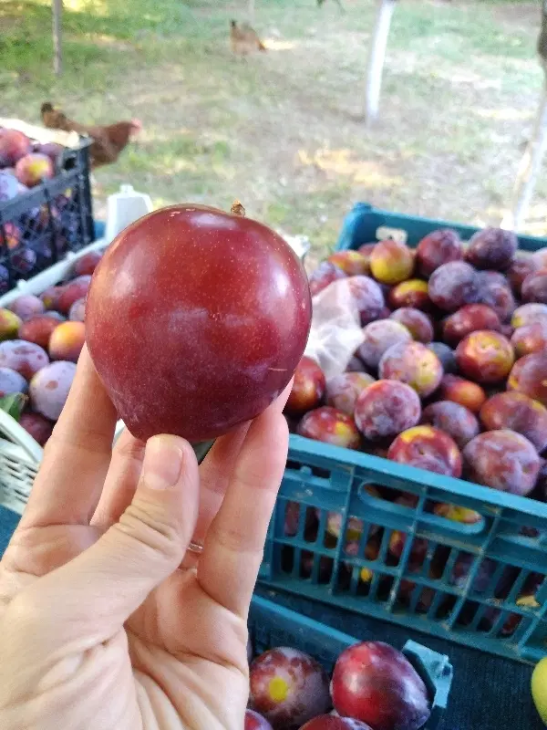 الو|خوردنی و آشامیدنی|زنجان, |دیوار
