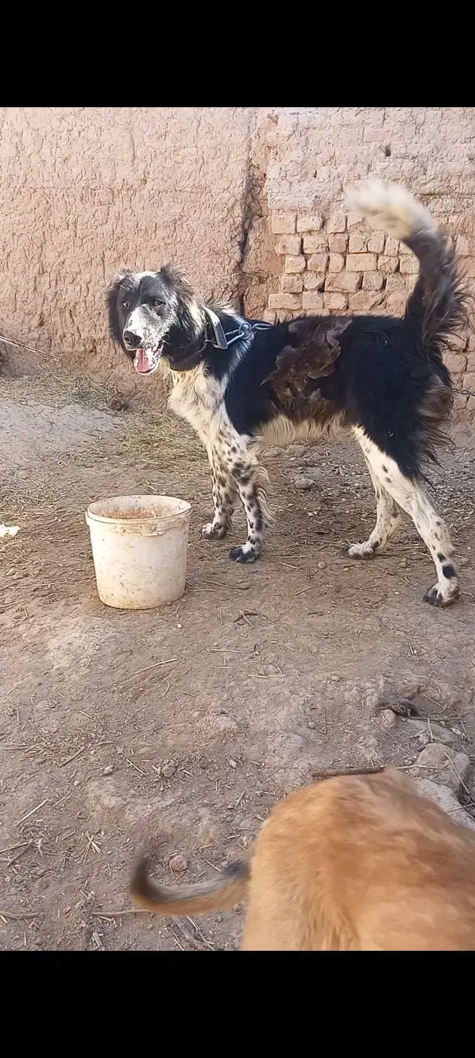 توله...سگ قهدرجونی قهدرجانی ۱۵ ماه نر معاوضه دارم|سگ|قزوین, |دیوار