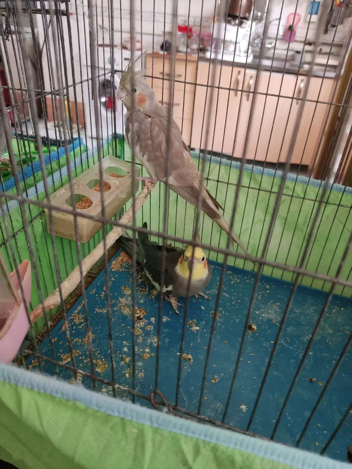 فروش عروس هلندی|پرنده|دره شهر, |دیوار