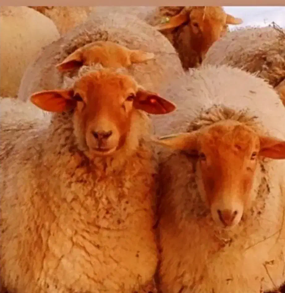 فروش تلفنی دام براتولد نوزاد وعروسی بره زنده ffff|حیوانات مزرعه|تهران, مهران (سیدخندان)|دیوار