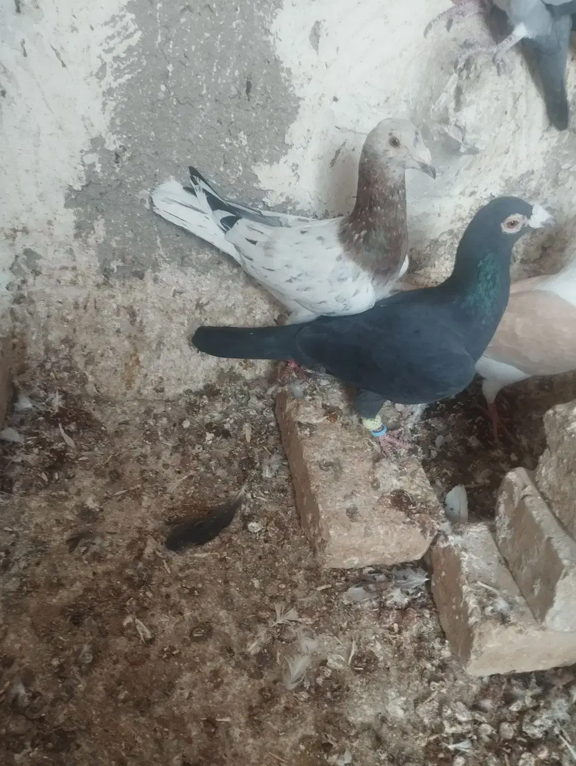 کبوتر|پرنده|بشاریات, |دیوار