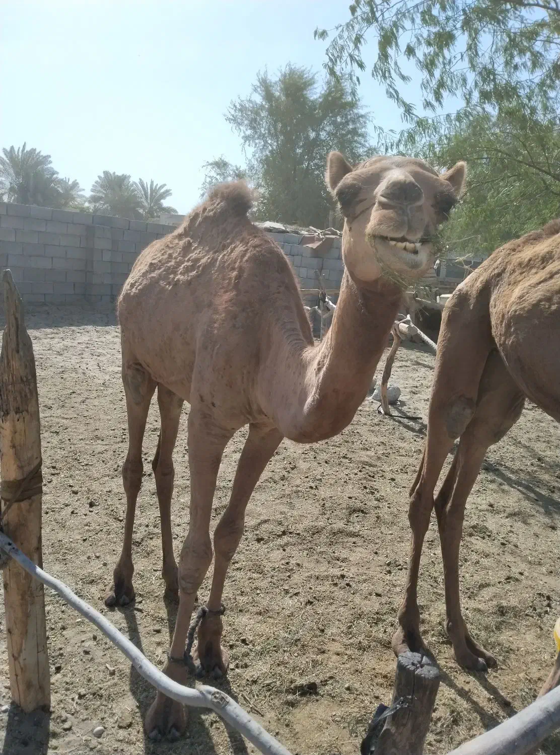 شتر ماده دوساله هست قیمت 58میلیون|حیوانات مزرعه|تخت, |دیوار