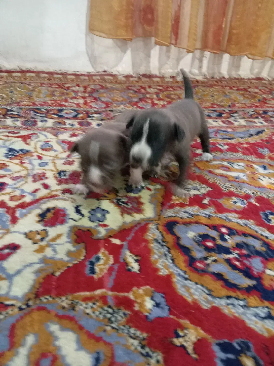 توله شیت زو فروشی قیمت 1500|سگ|چاپشلو, |دیوار