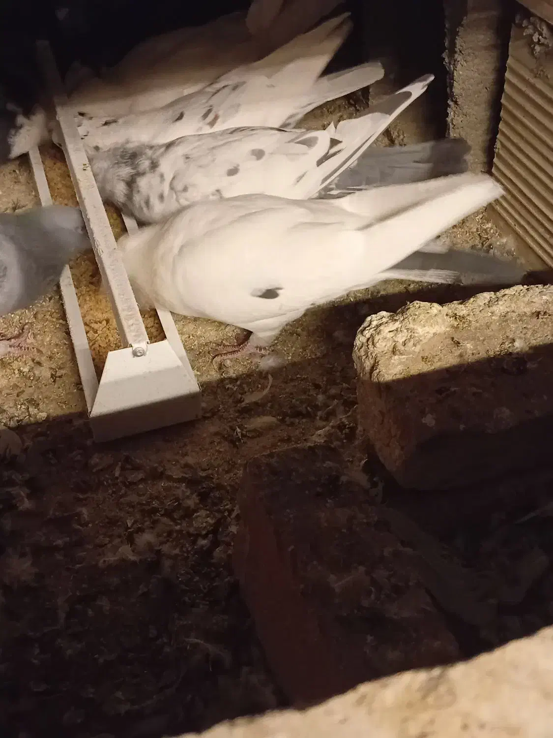 کبوتر|پرنده|شاهرود, |دیوار