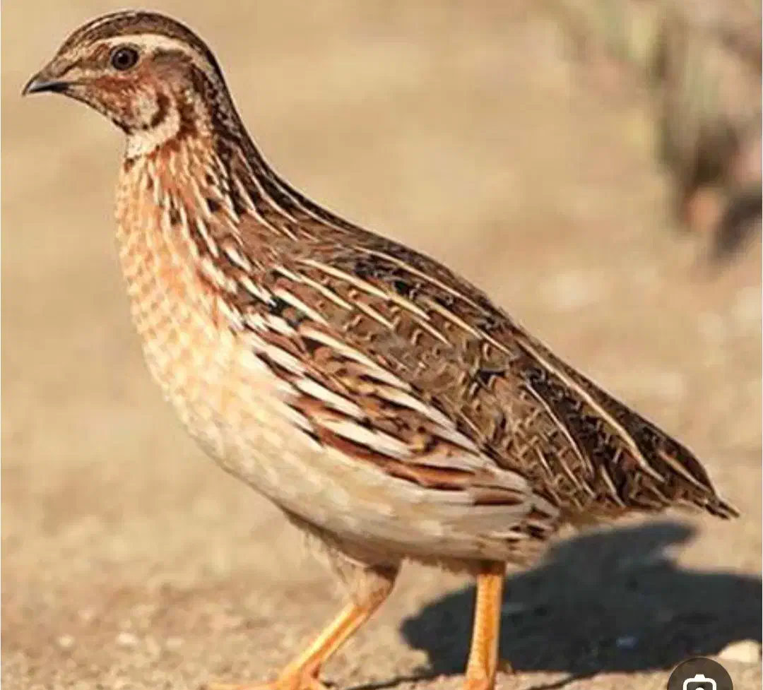 بلدرچین|حیوانات مزرعه|هشتگرد, شهرک بعثت|دیوار