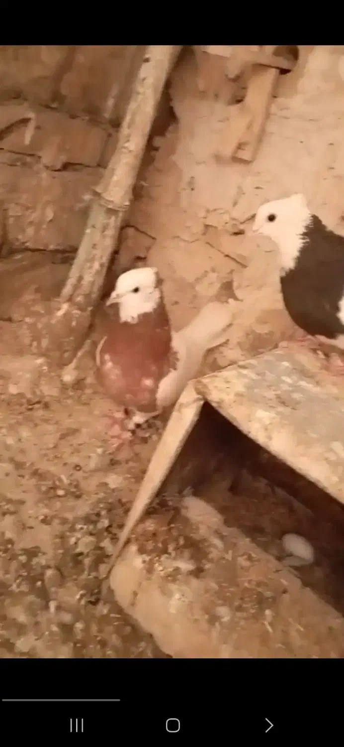 طوقی جفتگاه وپرشی به شرط|پرنده|مشهد, انقلاب|دیوار