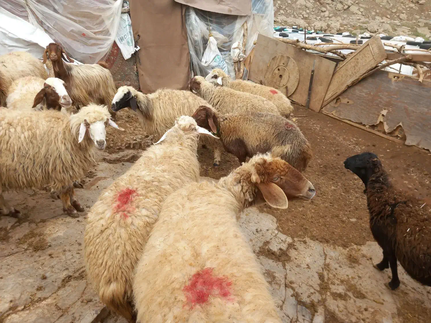 عمده و تکفروشی گوسفند شیشک و بز چاق روغنی|حیوانات مزرعه|خرم‌آباد, |دیوار