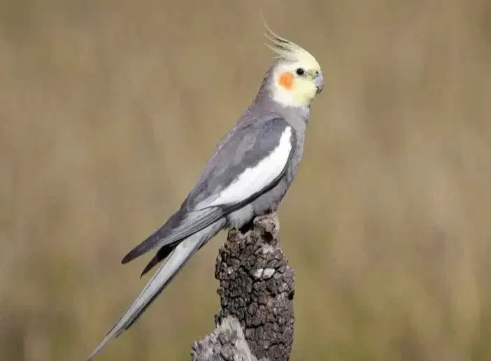 عروس هلندی|پرنده|بیرجند, |دیوار