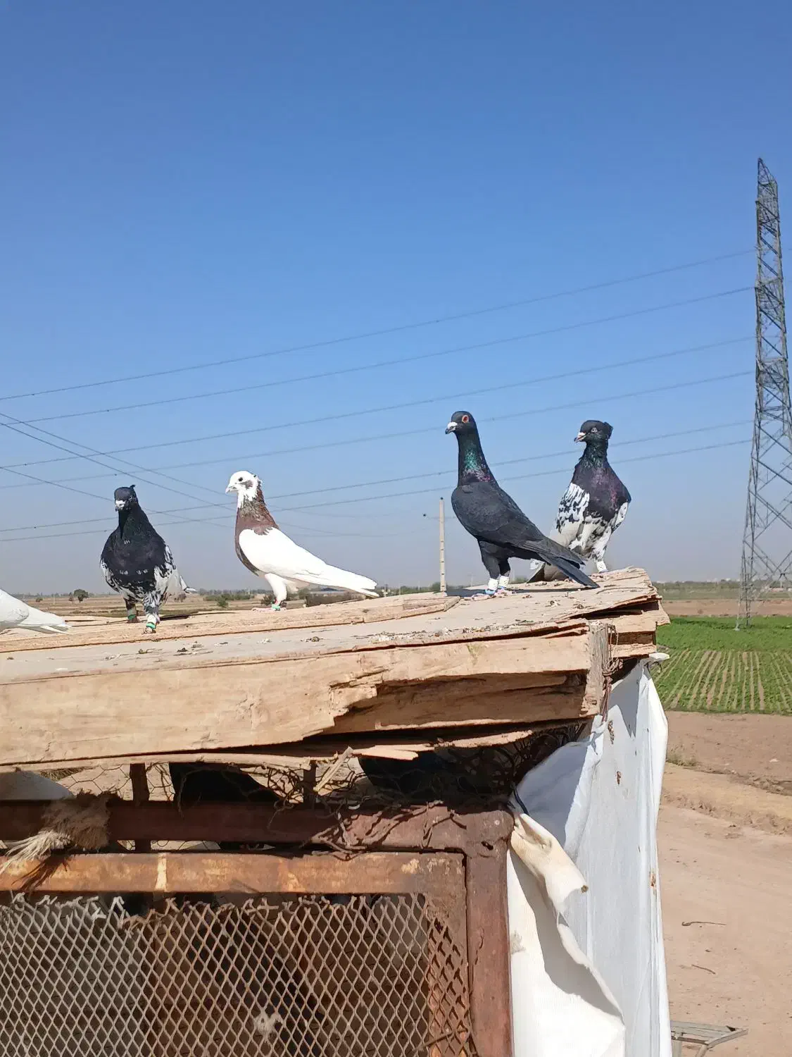 کفتر پرنده|پرنده|الوند, |دیوار