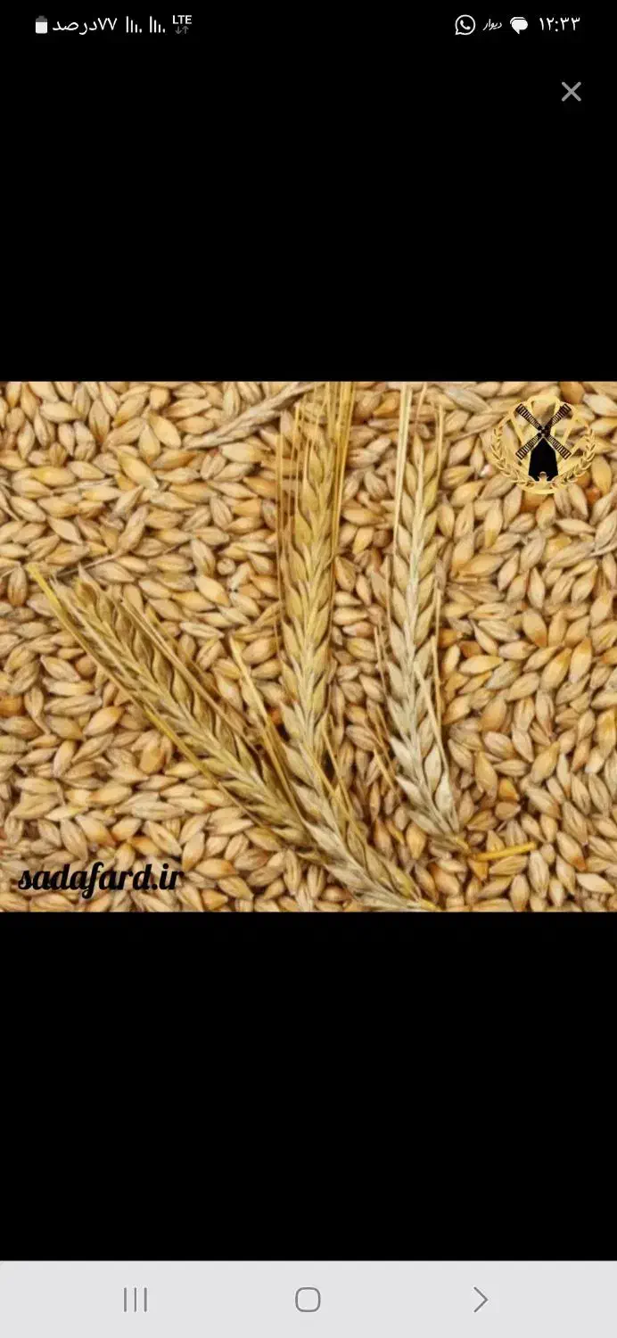 جو بذری  ویلما اتمی..سرآرود وجوشانه|خدمات باغبانی و درختکاری|مرودشت, ده بید|دیوار
