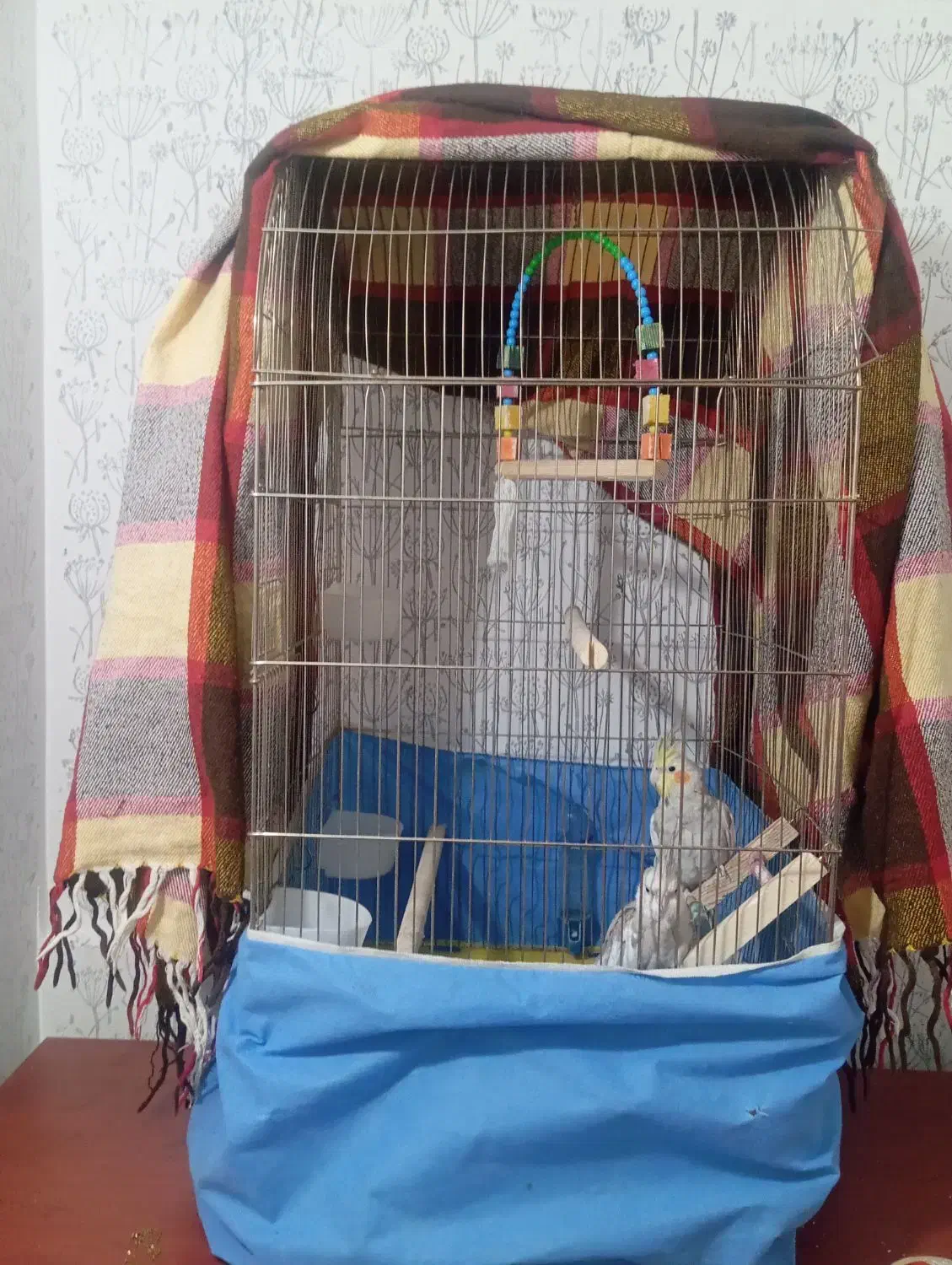 عروس هلندی سرحال ودستی|پرنده|اشتهارد, |دیوار