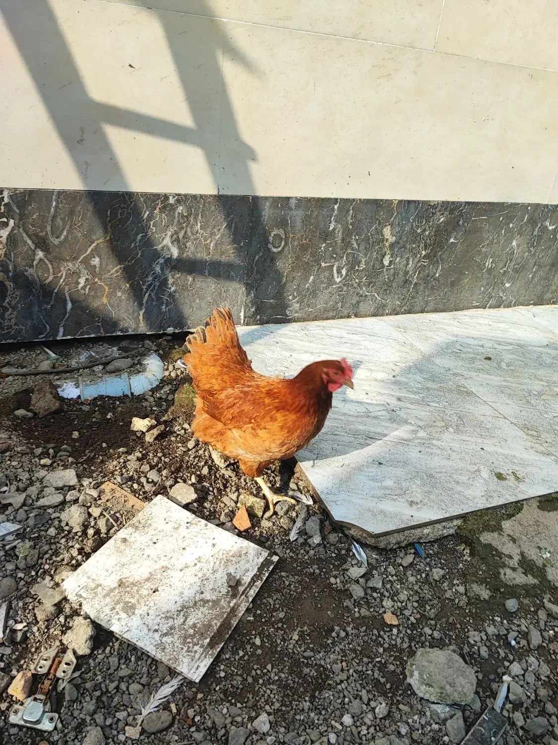 مرغ محلی تخم گذار|حیوانات مزرعه|شلمان, |دیوار