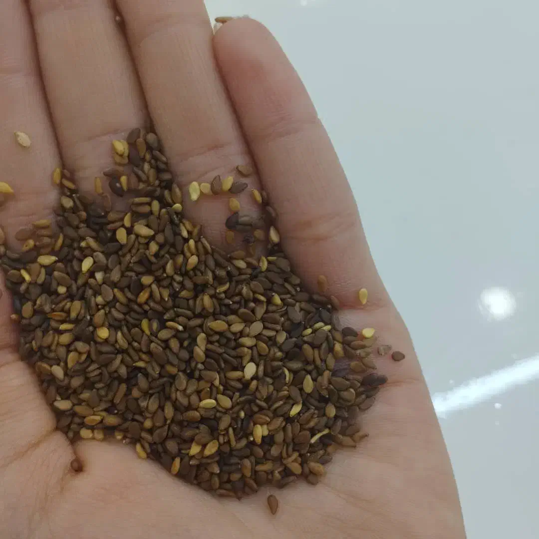 کنجد قهوه‌ای|عمده‌فروشی|پلدختر, |دیوار