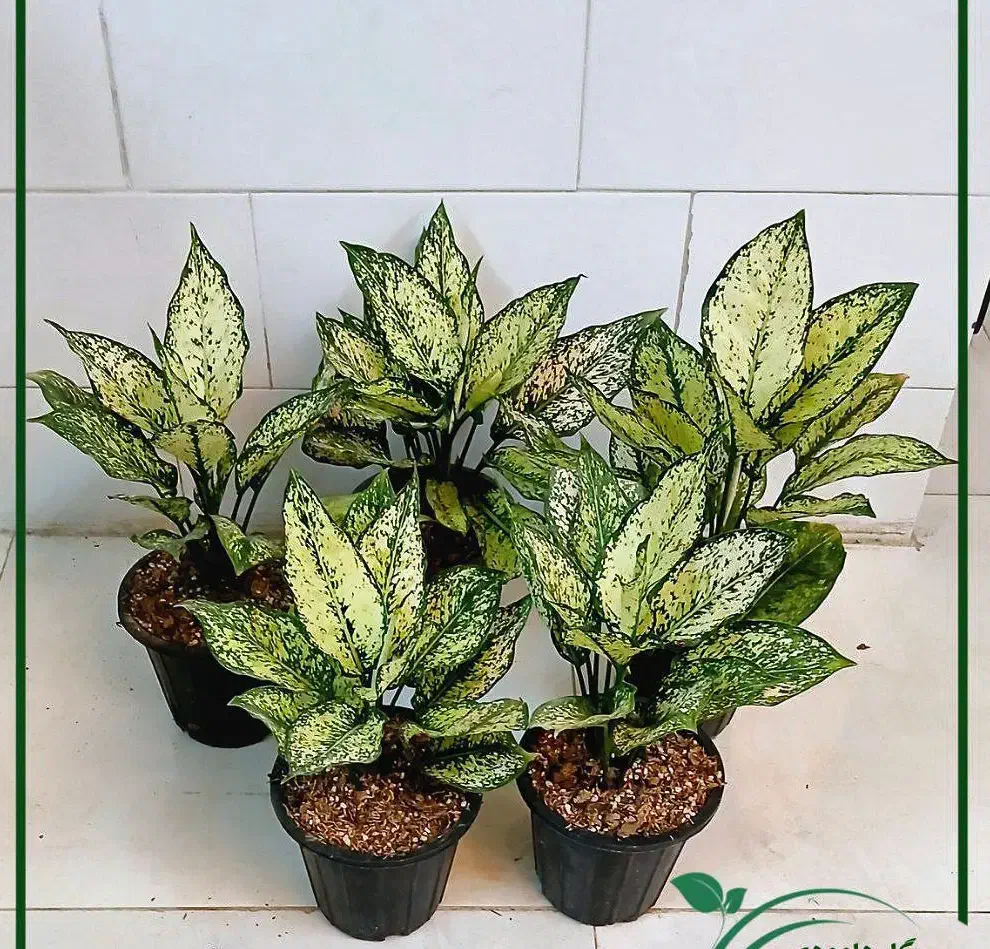 گل یوکا بنسای آگلونما پتوس لیراتا فیکوس آلتیسما|گل و گیاه طبیعی|قم, سنگ بند|دیوار