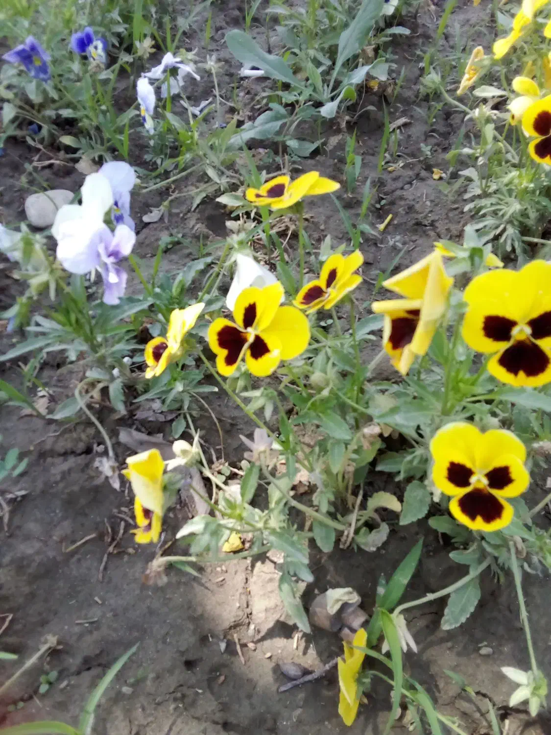 مدارکم گم شده|اشیا|نقده, |دیوار