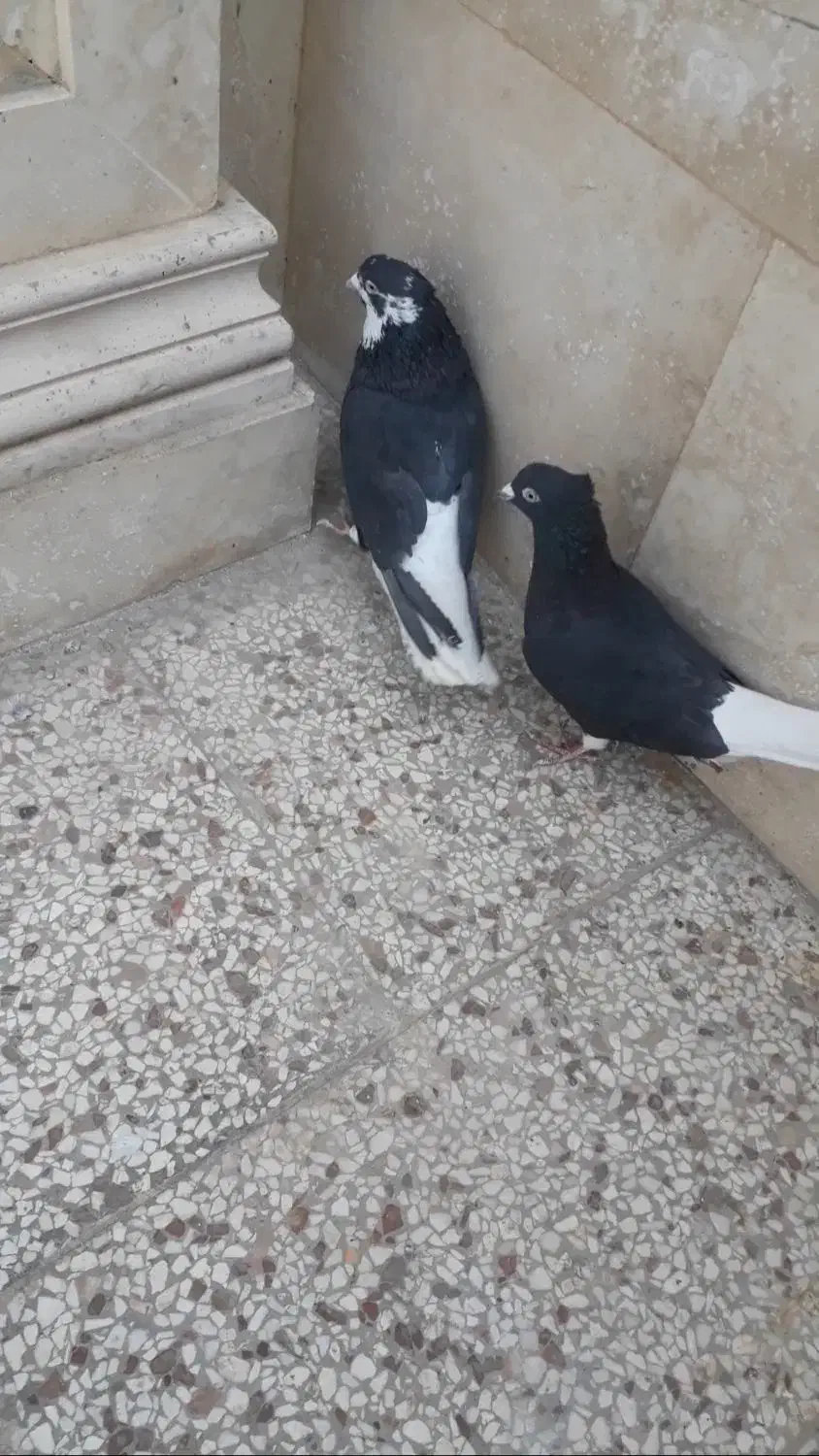 شامی ودم سفید کاکلی نروماده طوقی کله سینه کلاغ|پرنده|مشهد, آزادشهر|دیوار