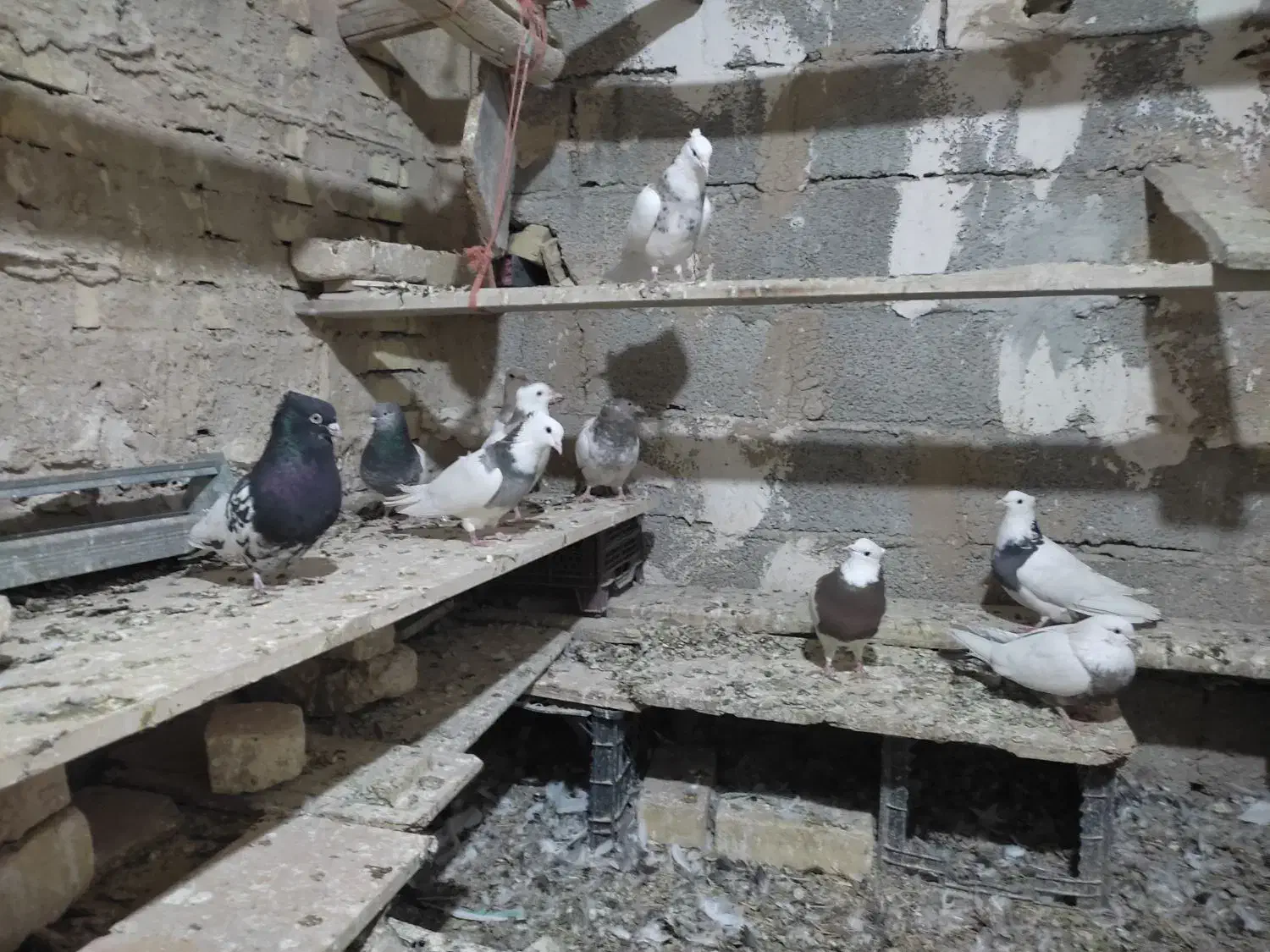 کبوترطوقی کله ای وسینه ای|پرنده|فامنین, |دیوار