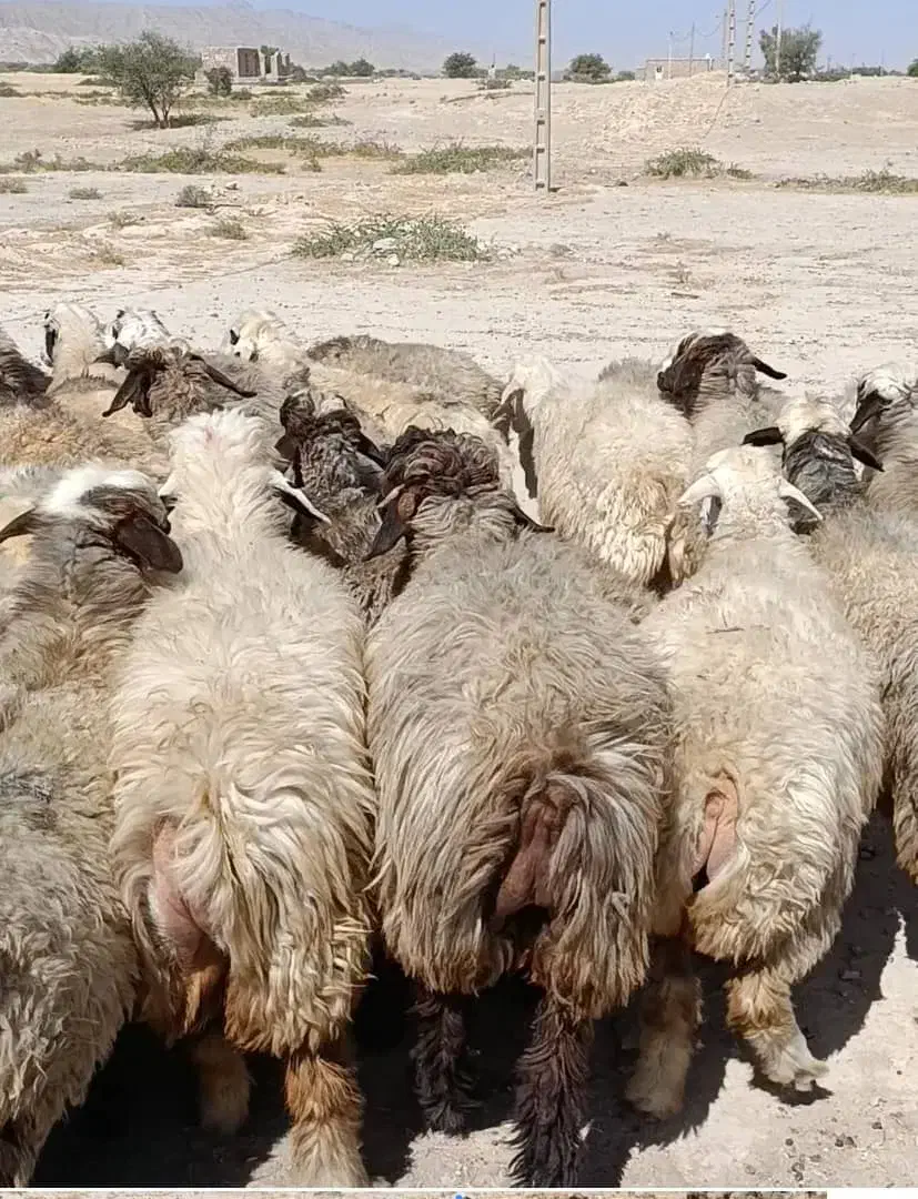 ۴۰راس میش|حیوانات مزرعه|جره و بالاده, |دیوار