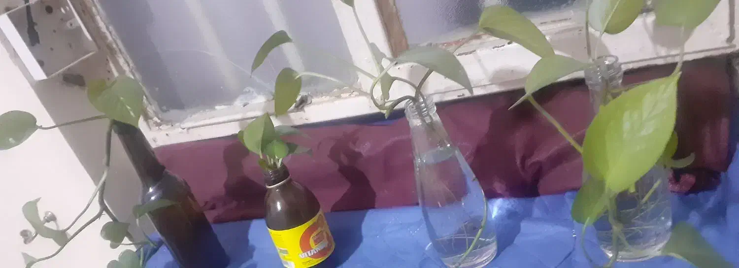 گل پیچک خونگی|گل و گیاه طبیعی|ایذه, |دیوار