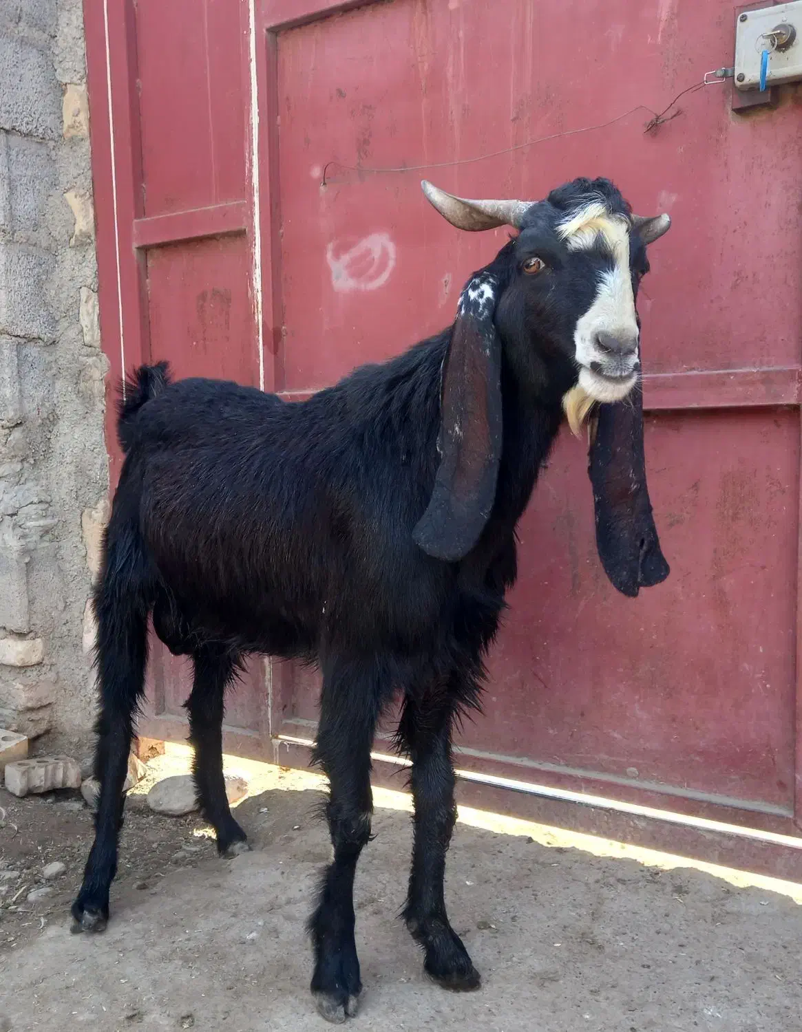 بزقاله نر|حیوانات مزرعه|انبارآلوم, |دیوار