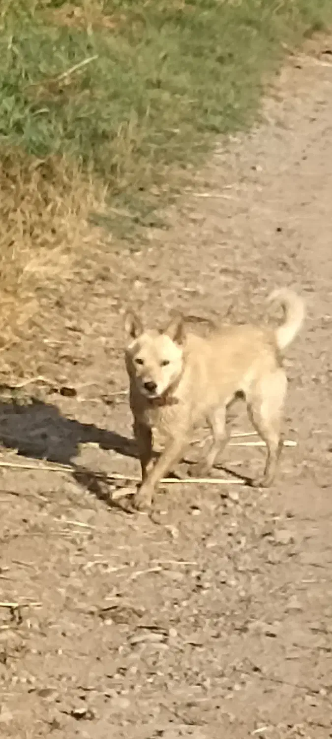 سگ گمشده|سگ|پیرانشهر, |دیوار