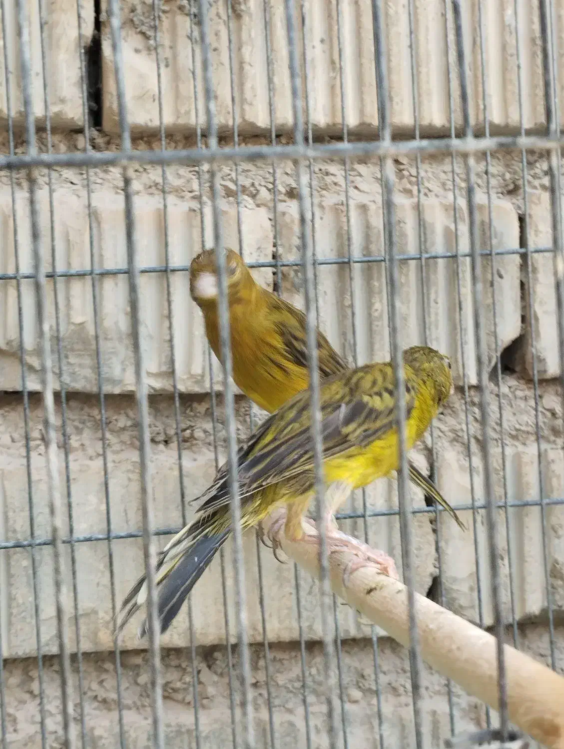 قناری|پرنده|شیراز, کرونی(خاتونک)|دیوار