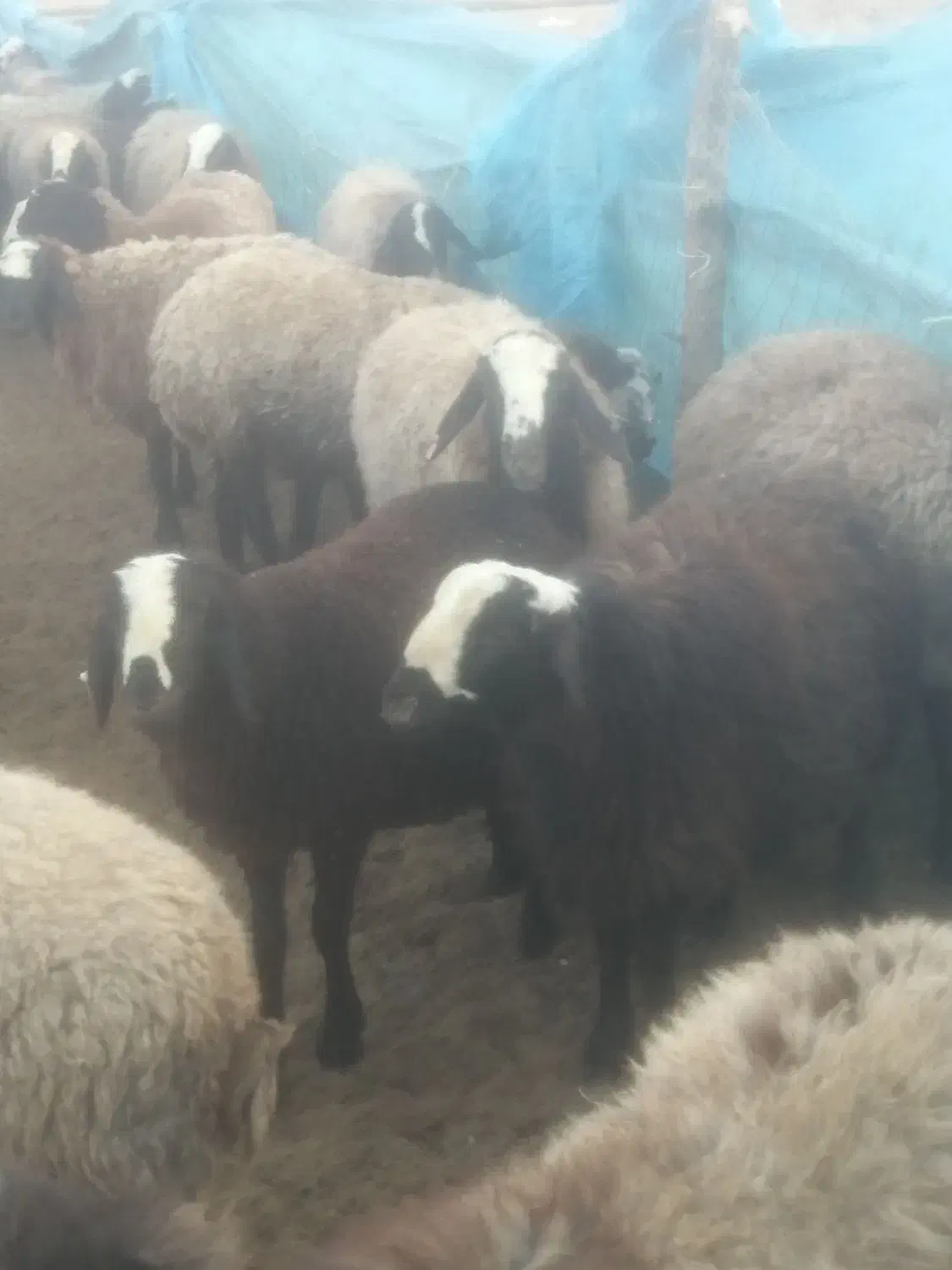 بره نرداشتی|حیوانات مزرعه|تاکستان, |دیوار