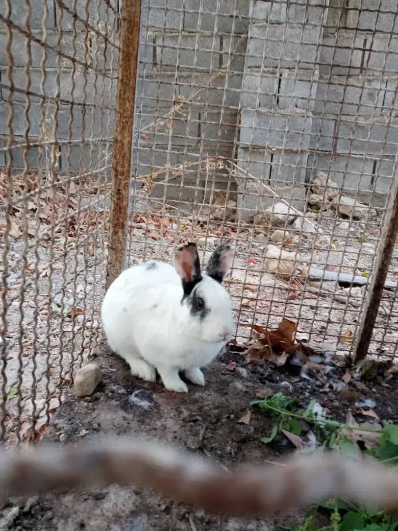 اُردک وخرگوش درکوار|حیوانات مزرعه|کوار, |دیوار