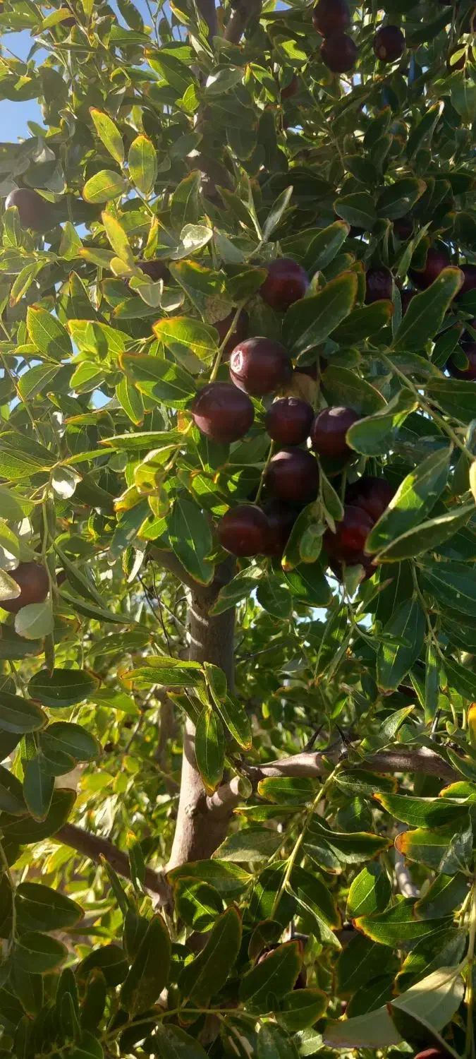 باغ فروشی|فروش زمین و ملک کلنگی|خوسف, |دیوار