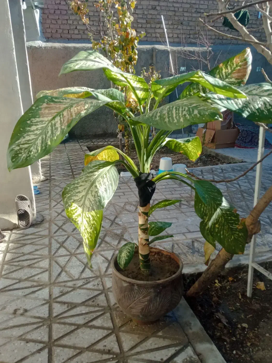 گلدان شاداب|گل و گیاه طبیعی|چناران, |دیوار