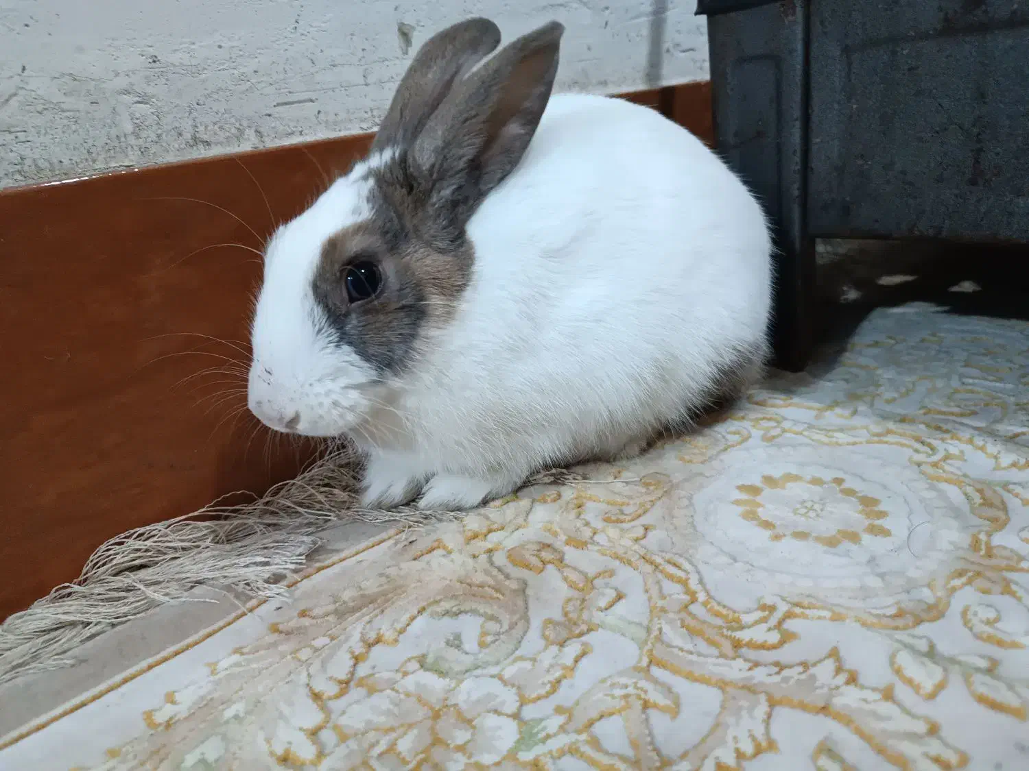 خرگوش|موش و خرگوش|یاسوج, |دیوار