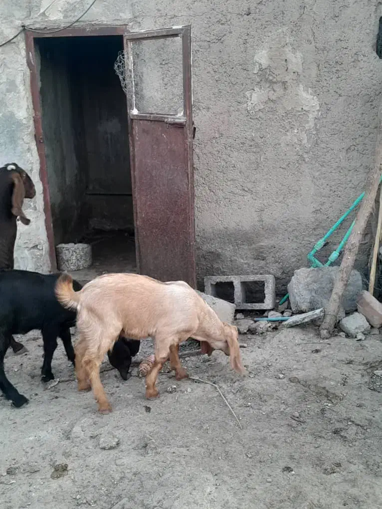 مری با کره نر و ماده|حیوانات مزرعه|هامون, |دیوار