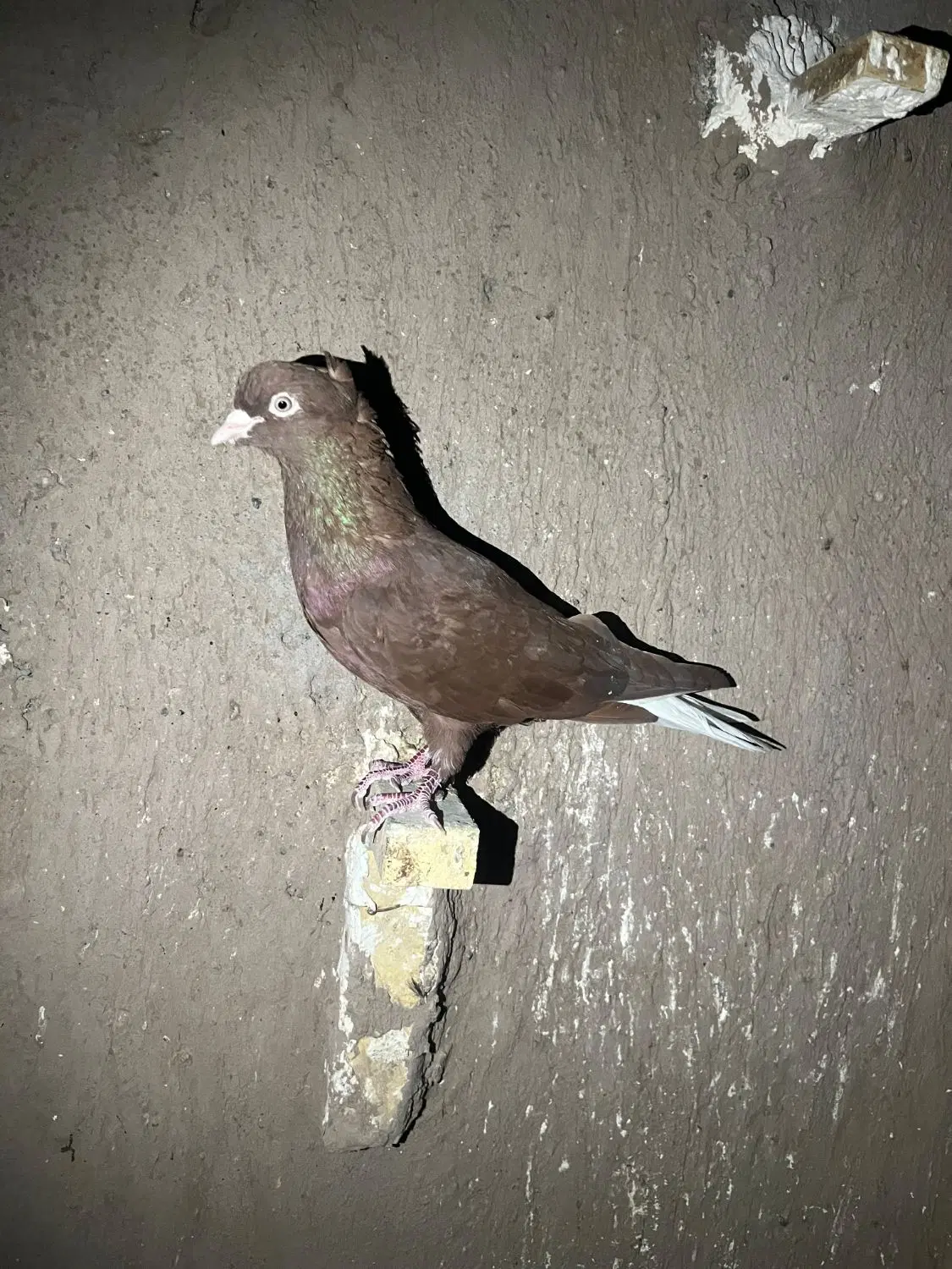 کفتر|پرنده|بم, |دیوار