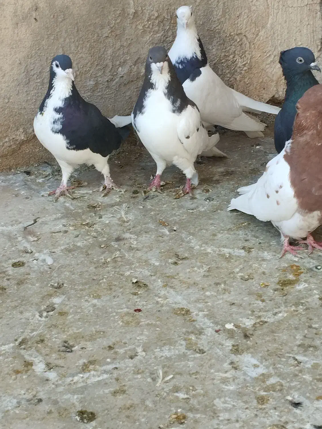 ماده شهری|پرنده|شیراز, محمدیه|دیوار