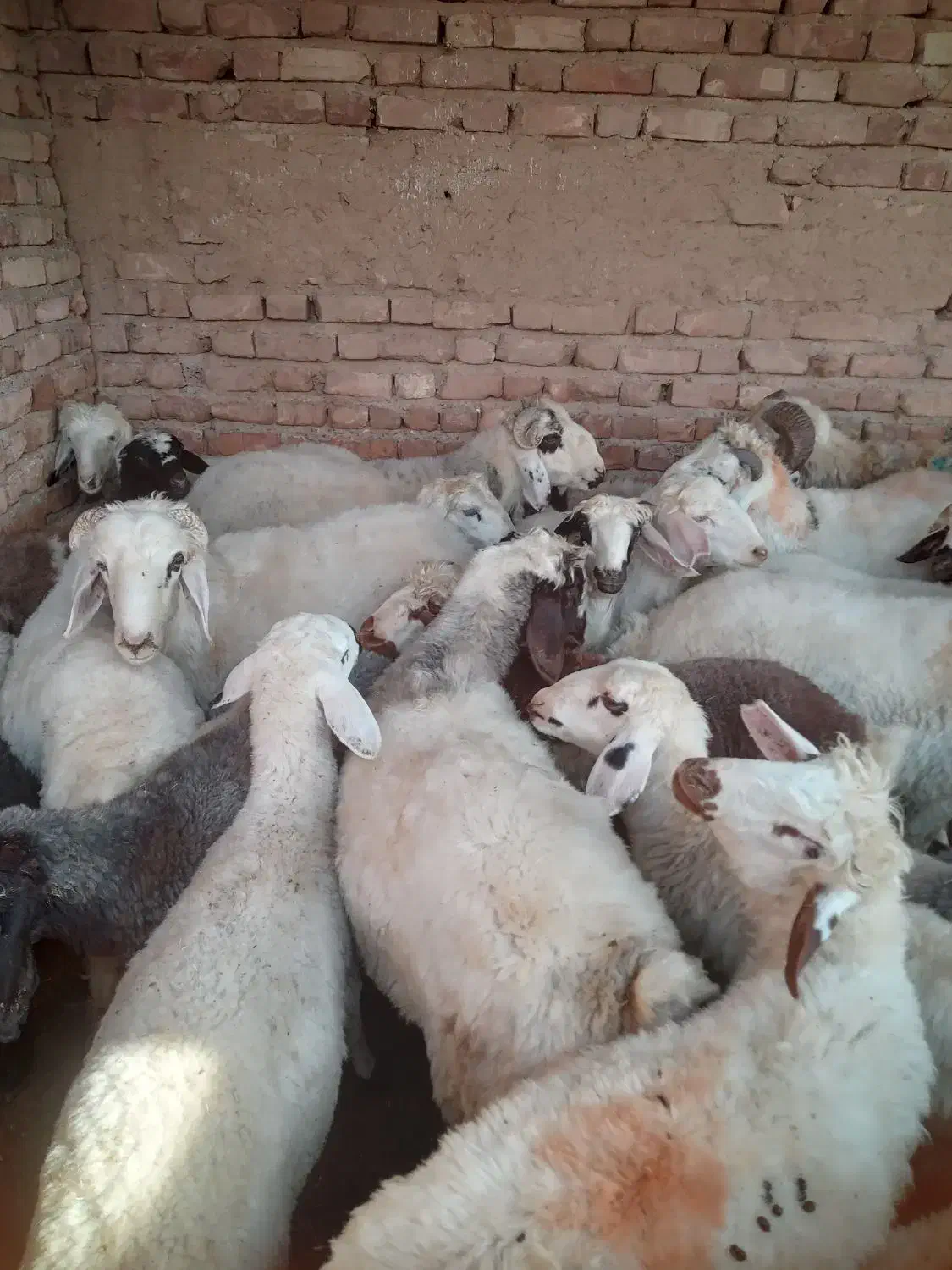 بره جفتی ۸۰|حیوانات مزرعه|سیدان, |دیوار