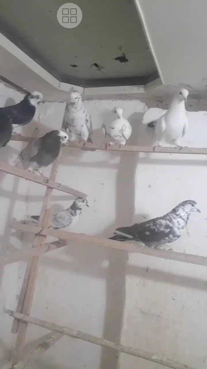 کبوتر|پرنده|قم, وادی السلام|دیوار