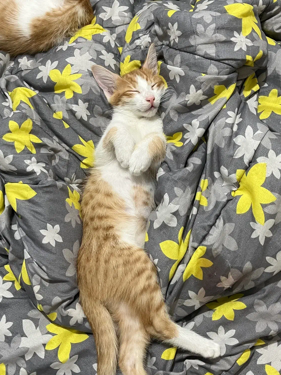 واگذاری بچه گربه|گربه|فردوسیه, |دیوار