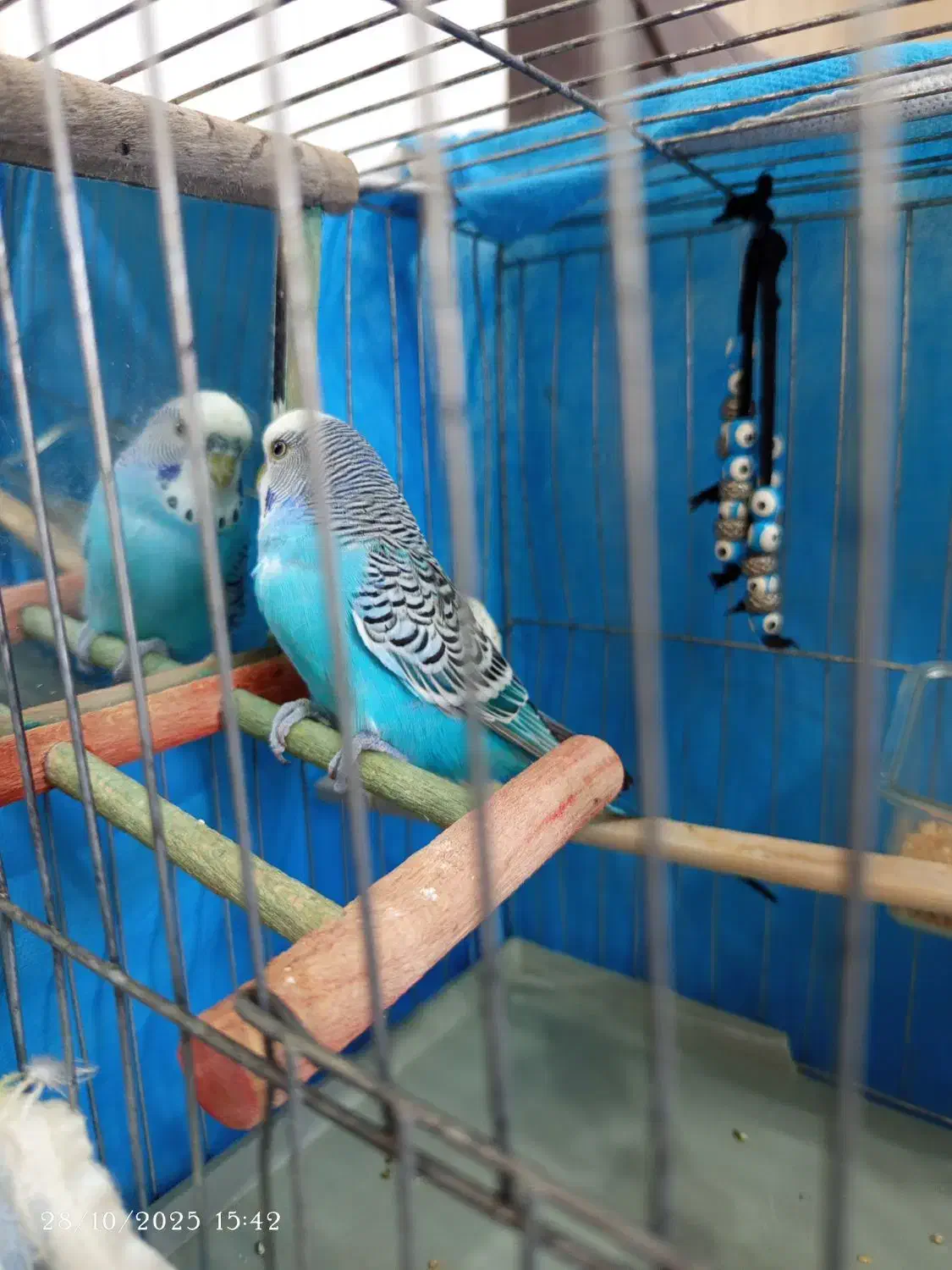 مرغ عشق|پرنده|رشت, دخانیات|دیوار