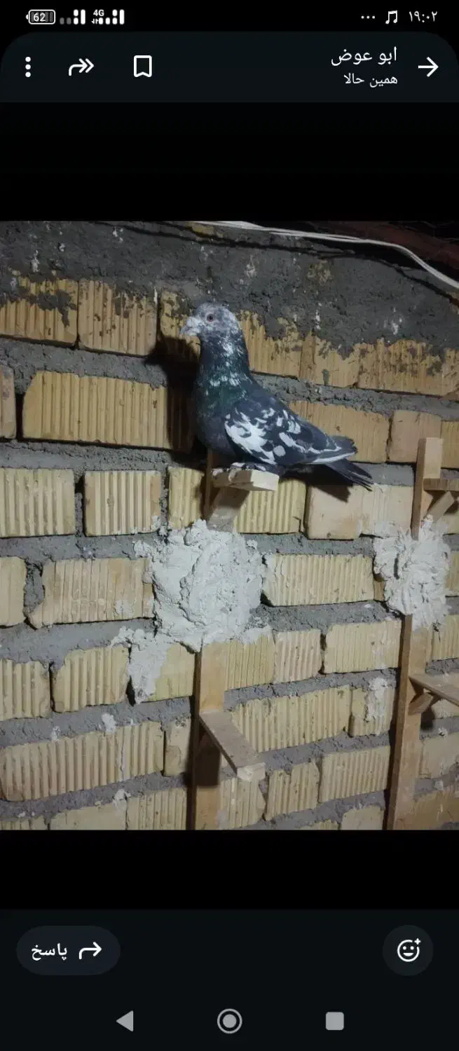 کفتر کبوتر سرور کاکلی|پرنده|شیراز, شاهچراغ|دیوار