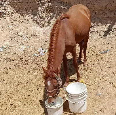 فروش نریان ۳ساله|اسب و تجهیزات اسبسواری|شیروان (خراسان), |دیوار