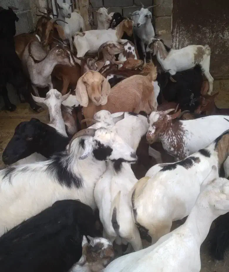 کهره نر و بز با قصابی خود بندرعباس|حیوانات مزرعه|بندرعباس, |دیوار