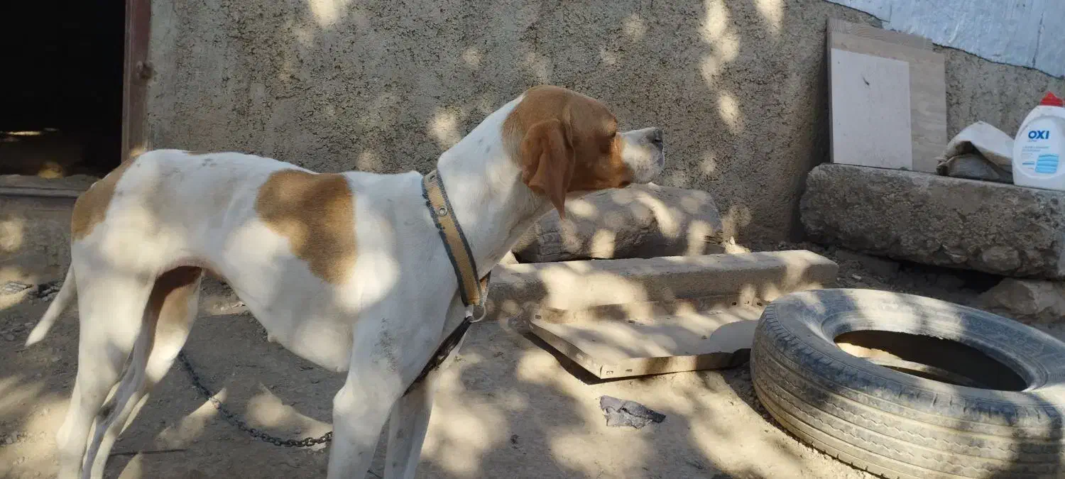 فروش توله سگ انگلیس ماده|سگ|گلی داغ, |دیوار