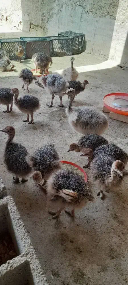 فروش جوجه شترمرغ|حیوانات مزرعه|شریفآباد, |دیوار