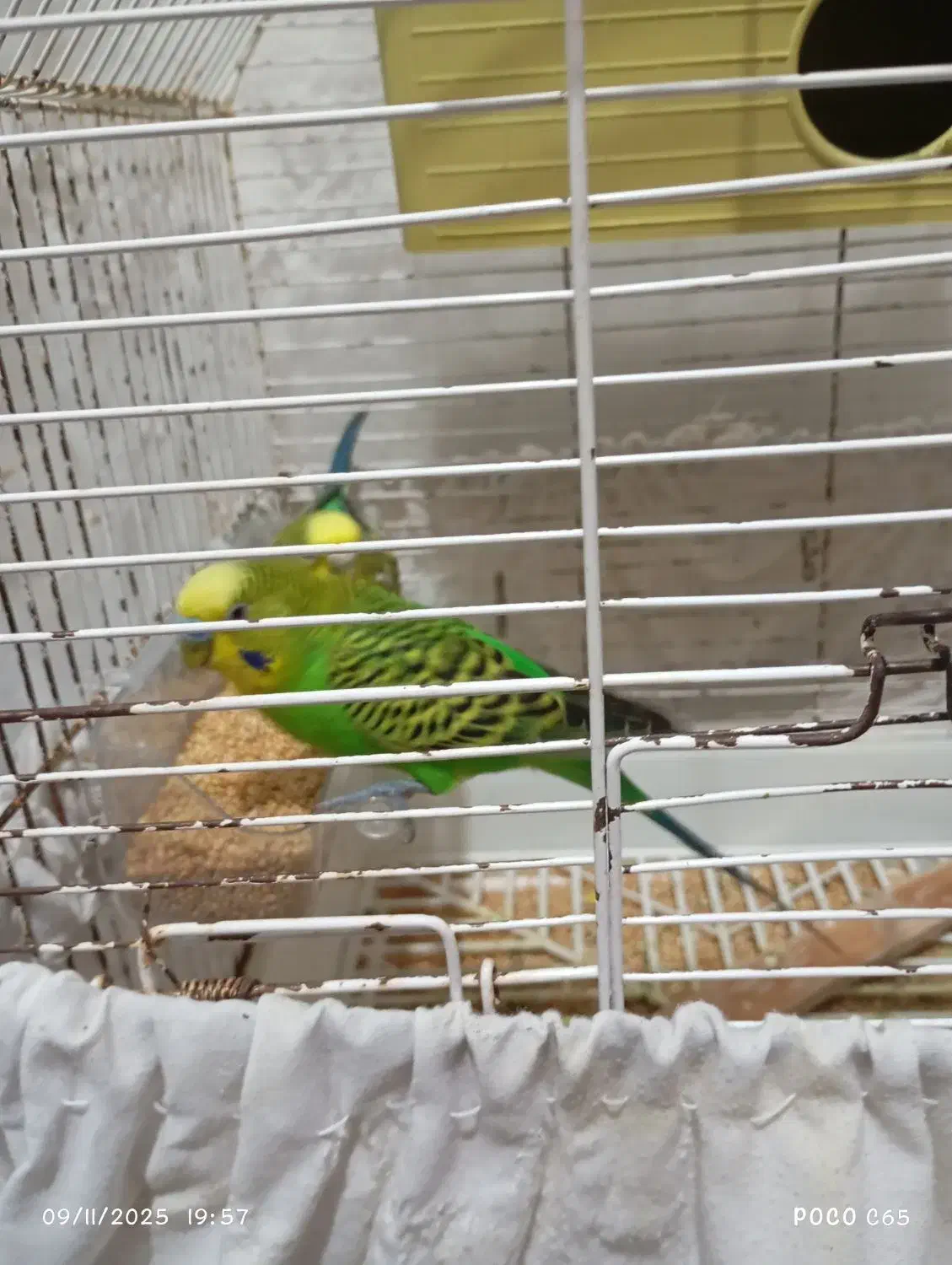 مرغ عشق|پرنده|محمدشهر, محمدشهر|دیوار